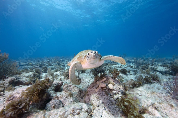 Obraz Green Sea Turtle (Florida Keys)