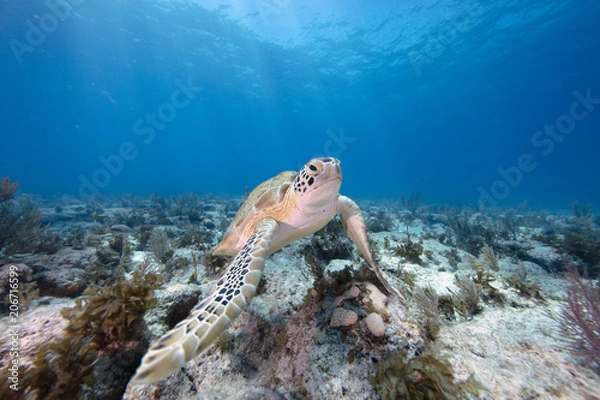 Obraz Green Sea Turtle (Florida Keys)