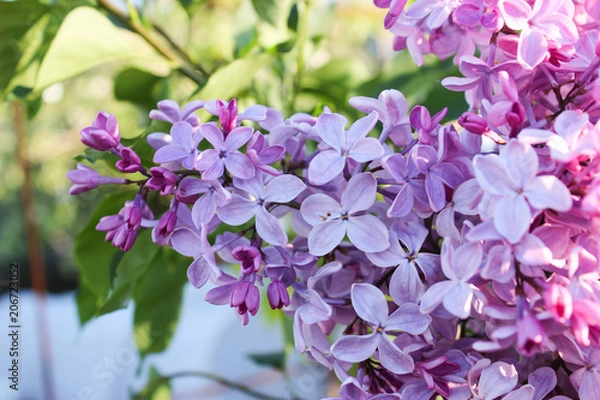 Obraz Blooming lilac close-up