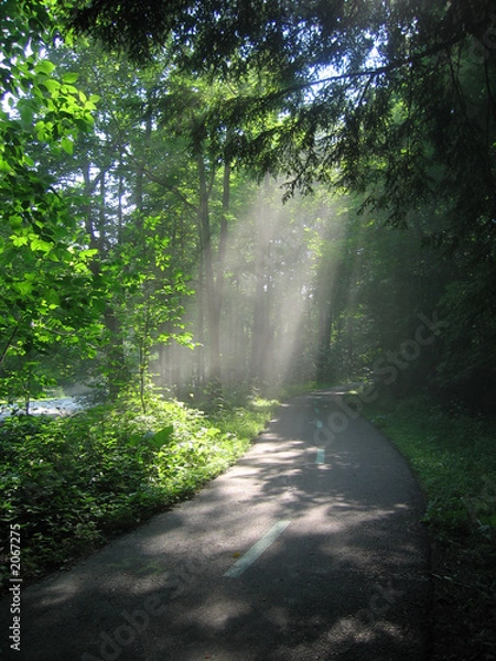 Obraz sunlight on bike path