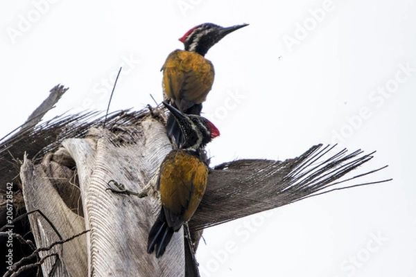 Fototapeta Pair of Black-rumped flameback woodpecker
