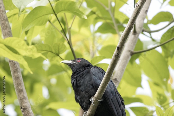 Fototapeta Koyal Indian Cuckoo Male