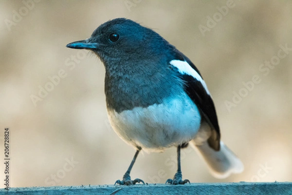 Fototapeta Oriental Magpie-Robin Closeup