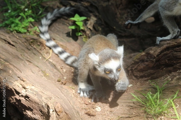 Obraz Small Monkey Close Up