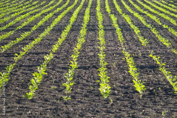 Fototapeta Sugar beet, sugar beet sprouts field