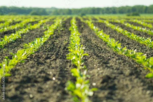 Fototapeta Sugar beet, sugar beet sprouts field
