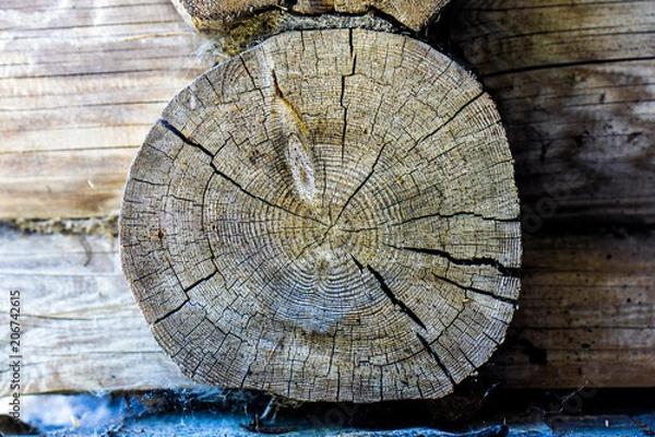 Obraz Round piece of wooden stump cut with aged tree rings. Brown and tan wood texture with cracks and bark