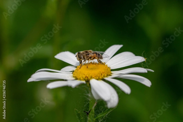 Fototapeta Bee mimic insect collecting pollen from a daisy flower