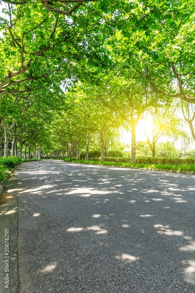 Fototapeta empty asphalt road and green woods,sunlight and shadows