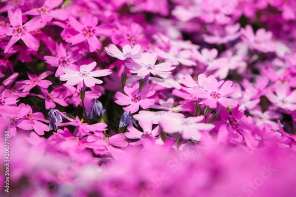 Obraz 北海道 芝ざくら滝上公園の芝桜