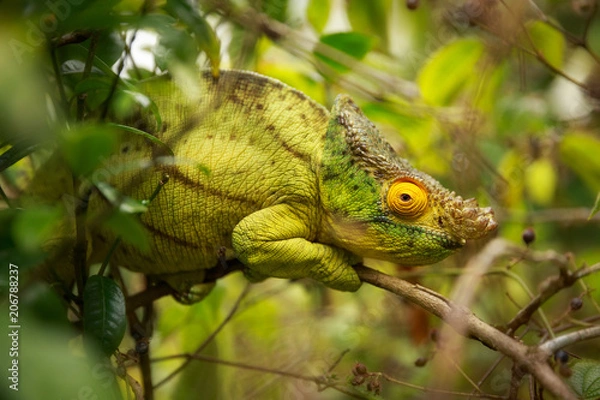 Obraz King Chameleon