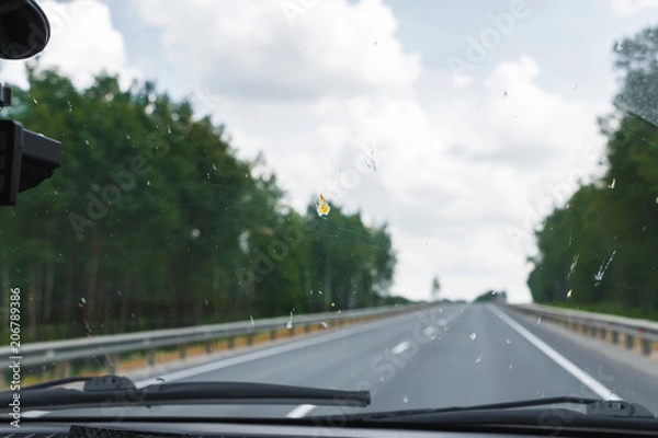 Fototapeta Death insects on the windshield of the car. Flattened beetles on the surface of the glass.