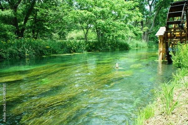 Obraz わさび農場　　安曇野