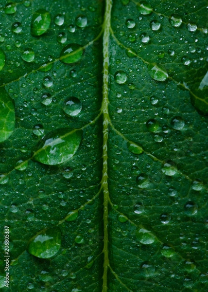 Fototapeta Hoja mojada