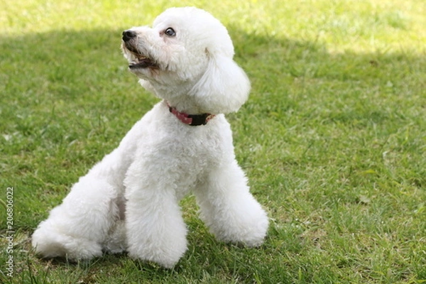 Obraz トイプードル