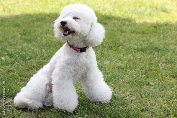 Obraz トイプードル