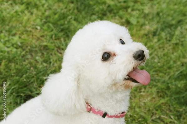 Obraz トイプードル