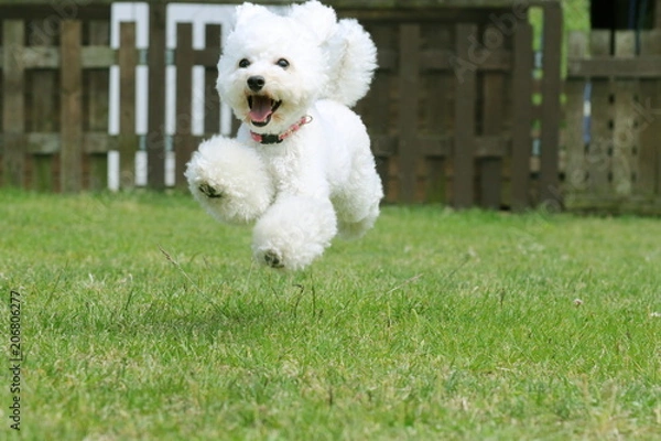 Obraz トイプードル