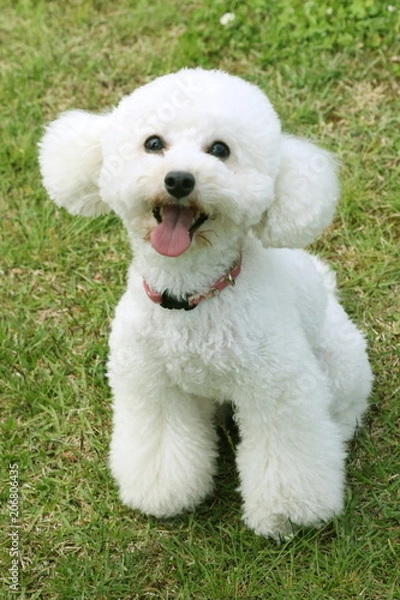 Obraz トイプードル