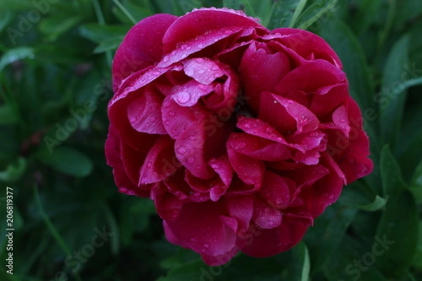 Obraz Rose humide