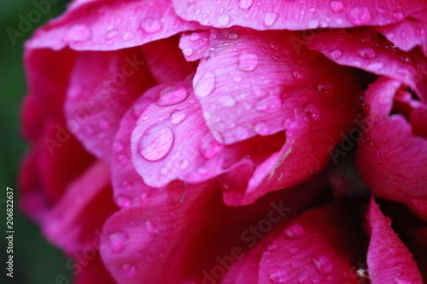 Obraz Goûtes d'eau sur rose