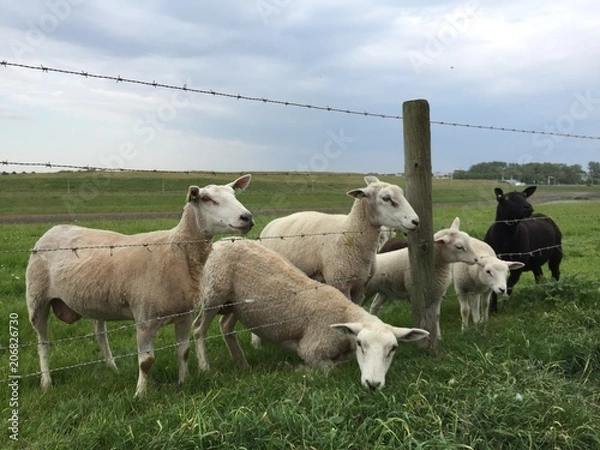Fototapeta Schafe 
