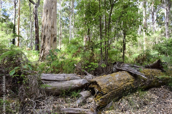 Obraz Welcome to the jungle