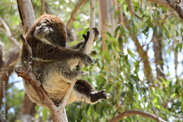 Obraz Give me a break