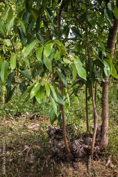 Obraz Zimtbaum, Cinnamomum