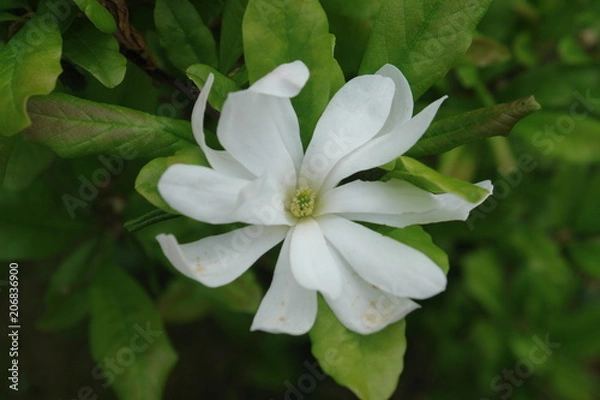 Obraz Magnolie