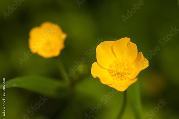Obraz Buttercups