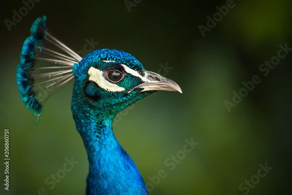 Obraz Peacock Profile
