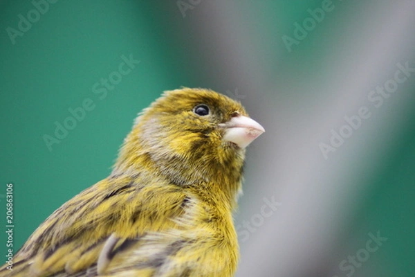 Obraz Little Yellow Bird