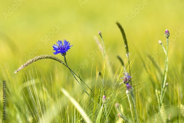 Obraz Getreideblumen