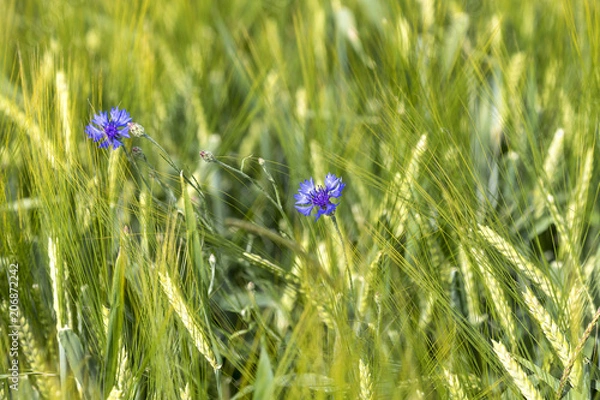 Obraz Blumen im Getreide