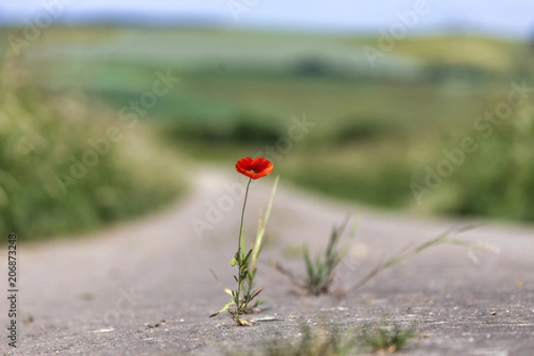 Fototapeta Mohn auf Straße