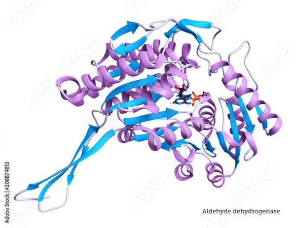 Fototapeta Aldehyde Dehydrogenase - 3D Rendering
