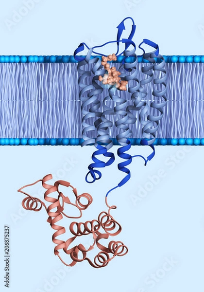 Fototapeta Opioid Receptor Embedded in a Membrane