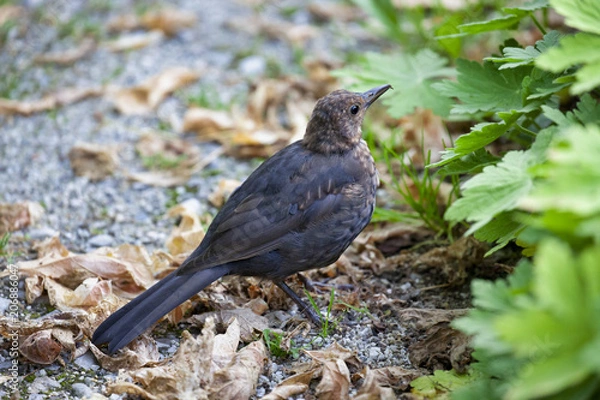 Obraz Amsel