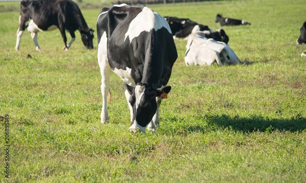 Obraz Dairy cow eating grass in the field