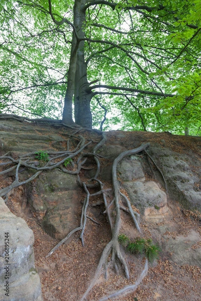 Obraz Saxon Switzerland National Park.  Is a National Park in the German Free State of Saxony, near the Saxon capital Dresden.