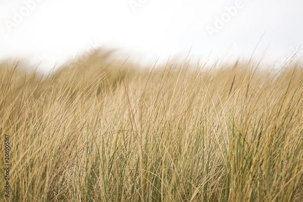 Fototapeta beach grass, straw