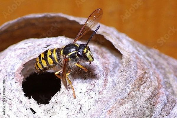 Obraz Saxon long-headed wasp starts from the entry hole of its nest