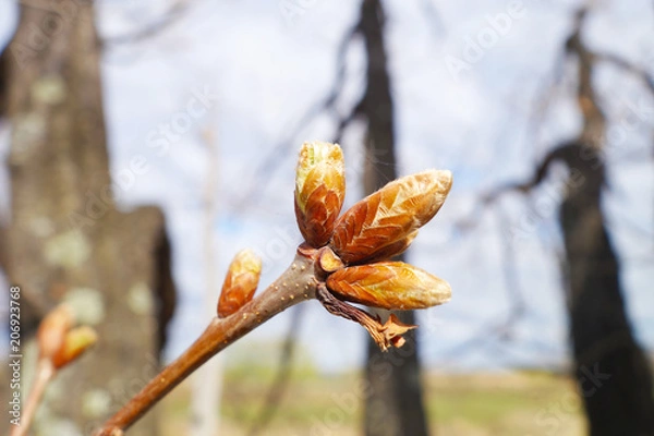 Obraz oak bud