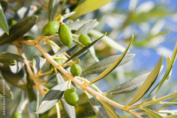 Obraz Junge Oliven am Baum