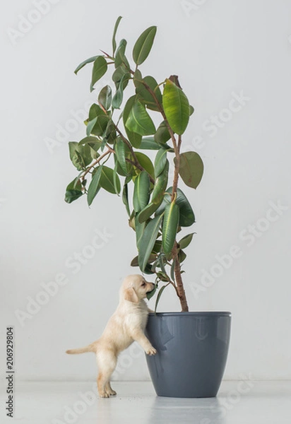 Fototapeta Funny puppy of a labrador bites a leaf of a house plant