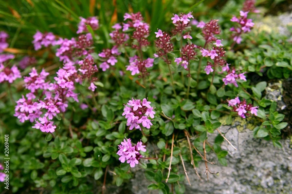 Obraz shepherd's thyme