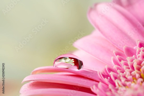 Fototapeta ガーベラ