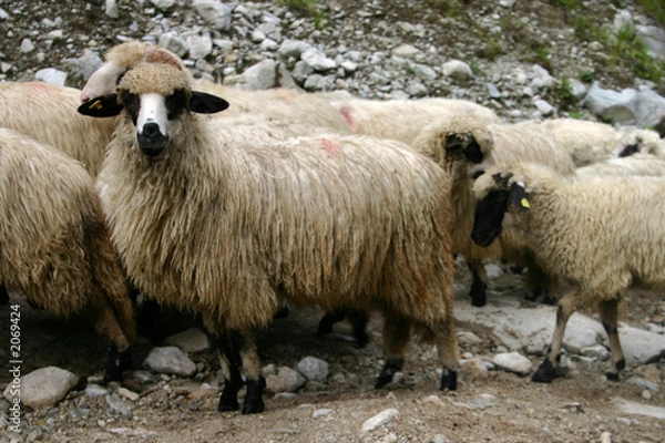 Obraz sheep hurd