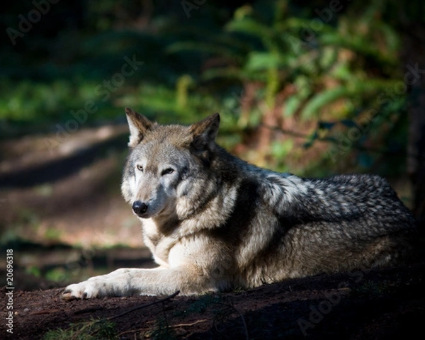 Obraz Gray wolf